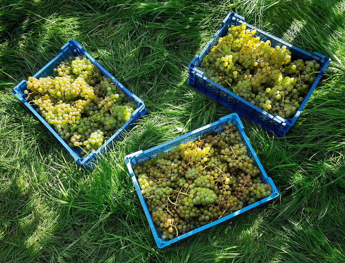 Vendanges dans un vignoble, grappes de raisin récoltées à la main