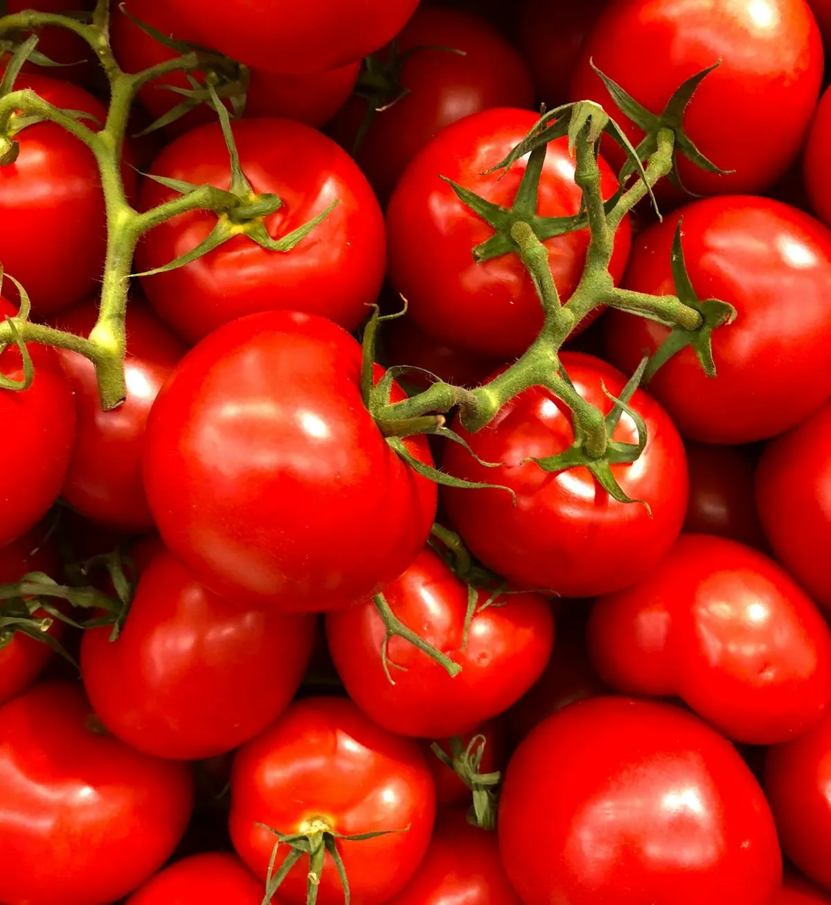 Découvrez comment préparer des tomates farcies au air fryer pour un repas savoureux