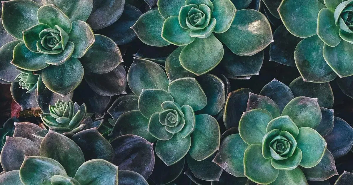 L'Argile Kaolin est-elle comestible ?