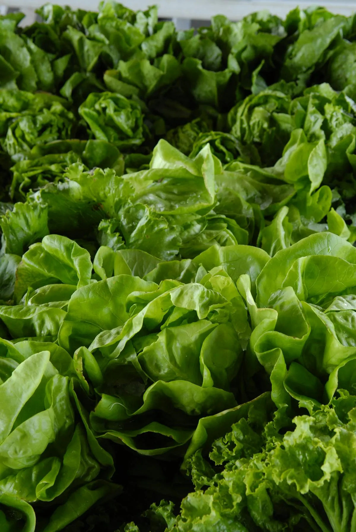 Recette Chou Romanesco